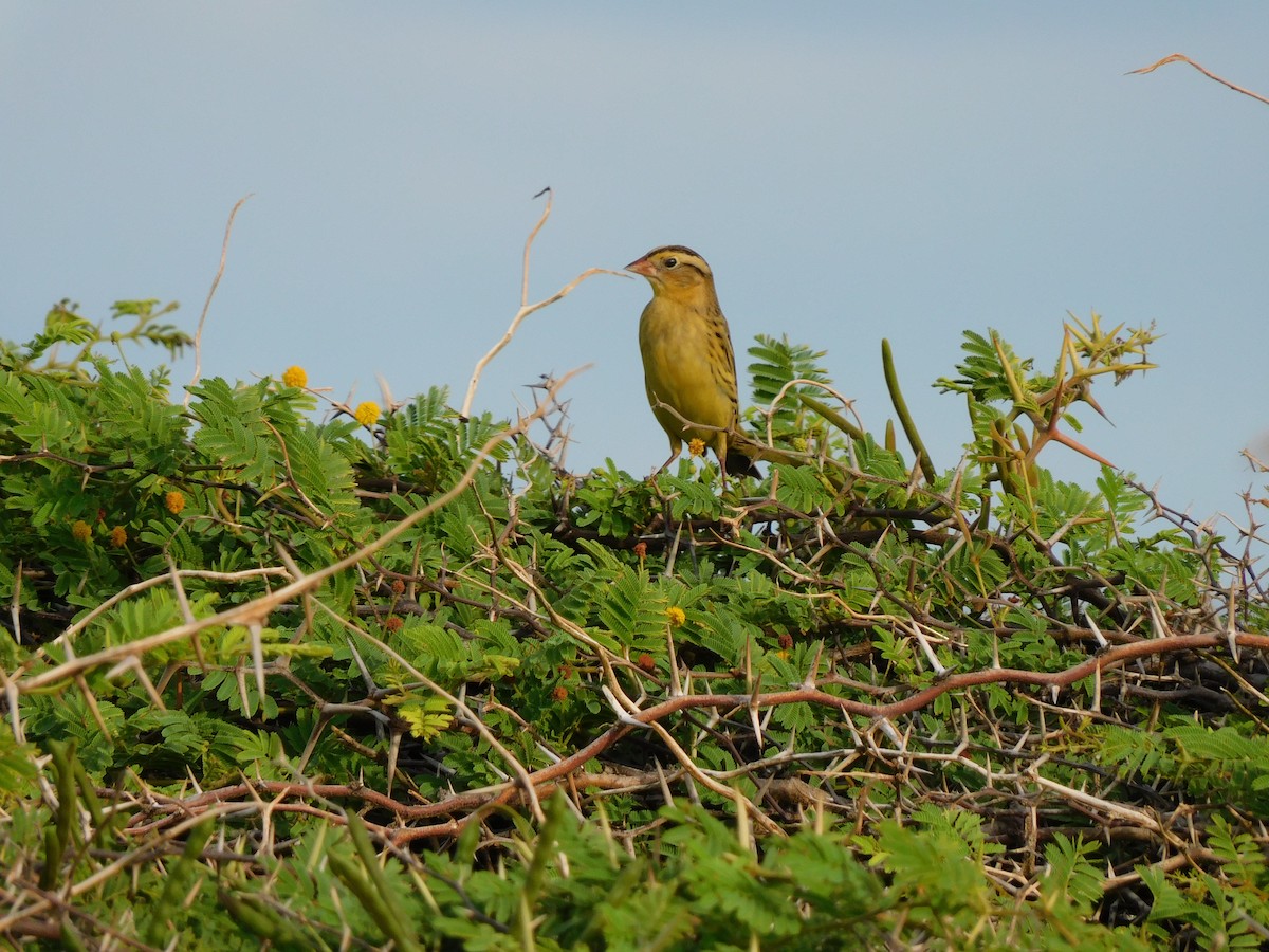 Bobolink - ML628910640