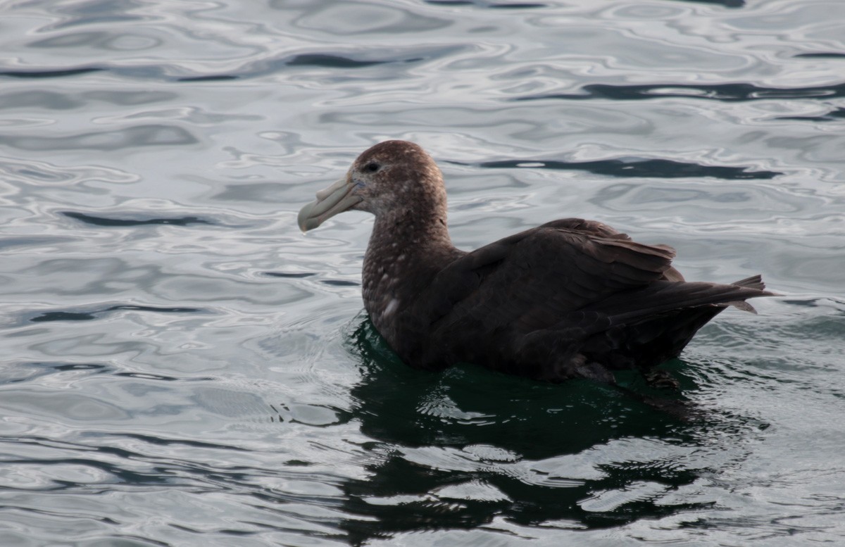 Southern Giant-Petrel - ML628910693