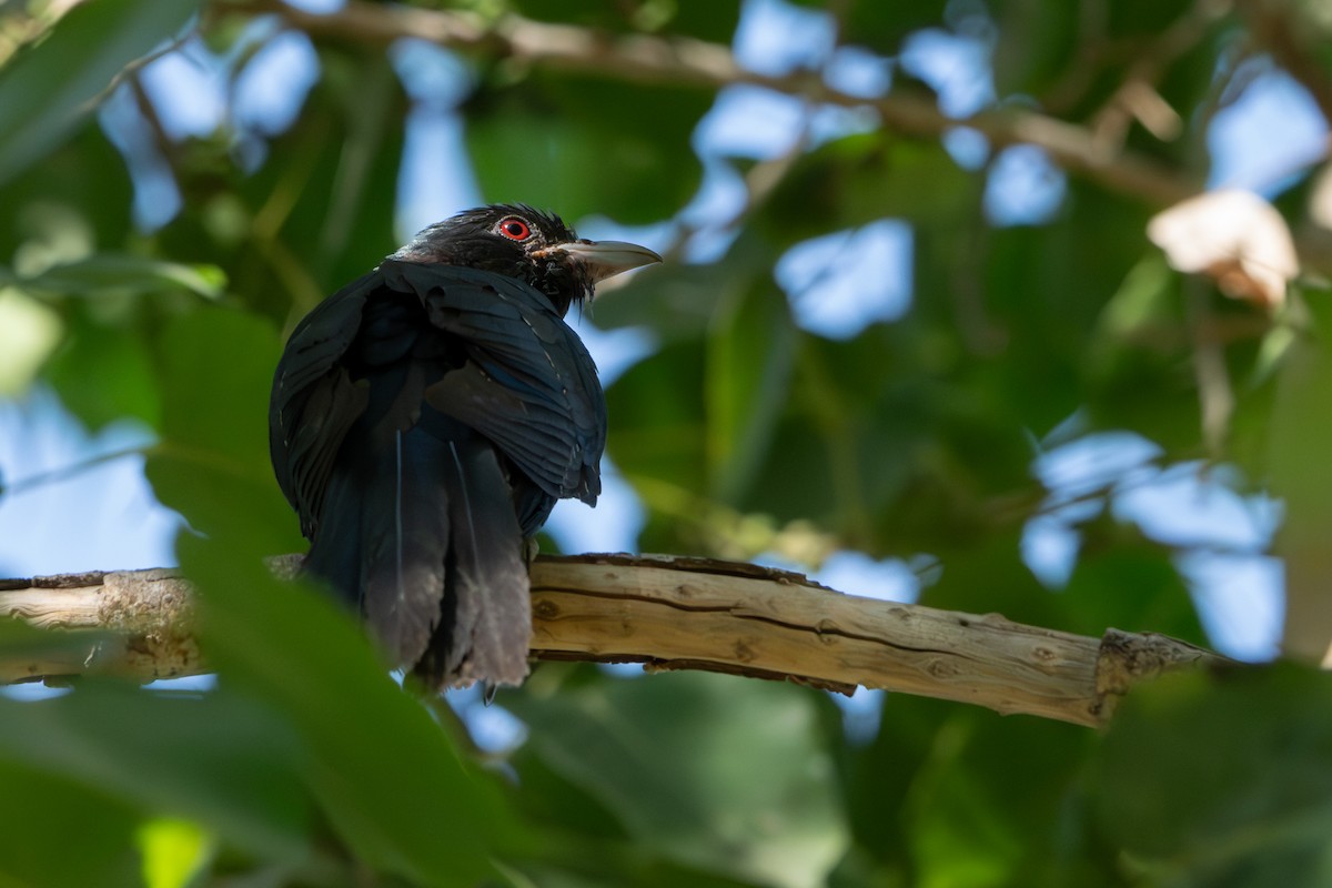 Asian Koel - ML628910702