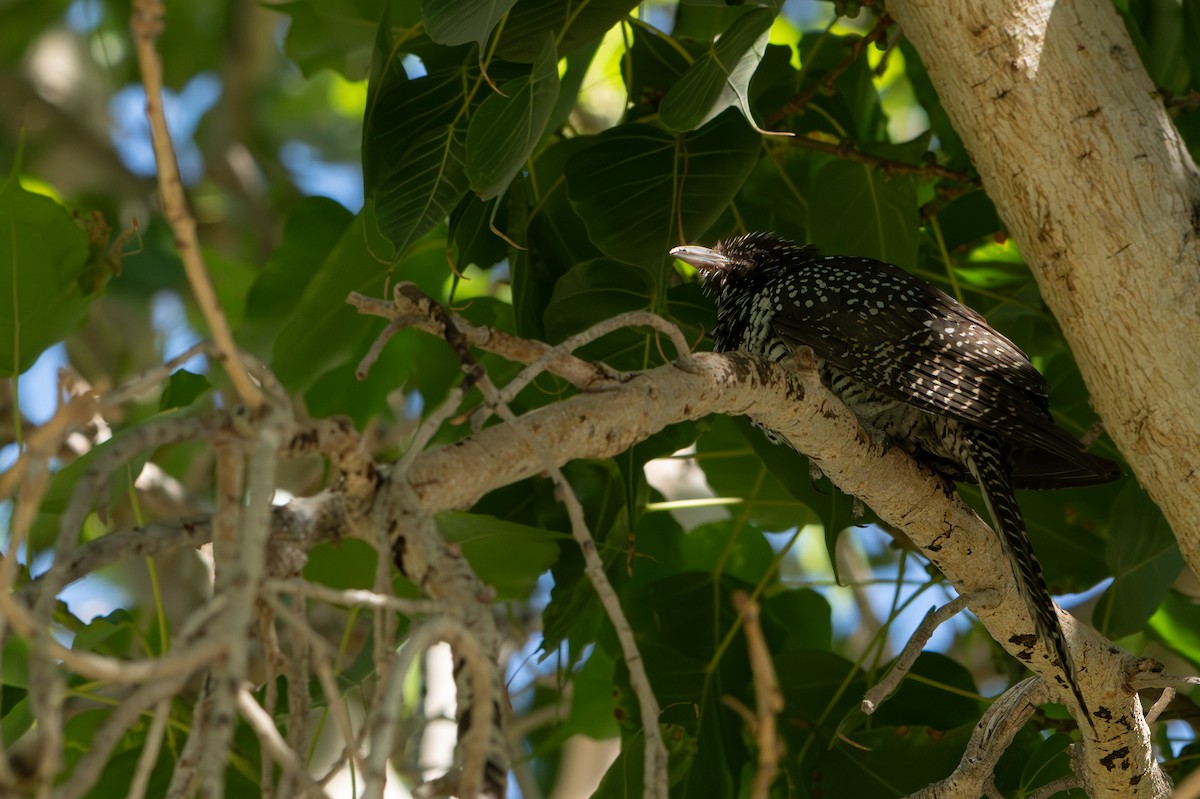 Asian Koel - ML628910718