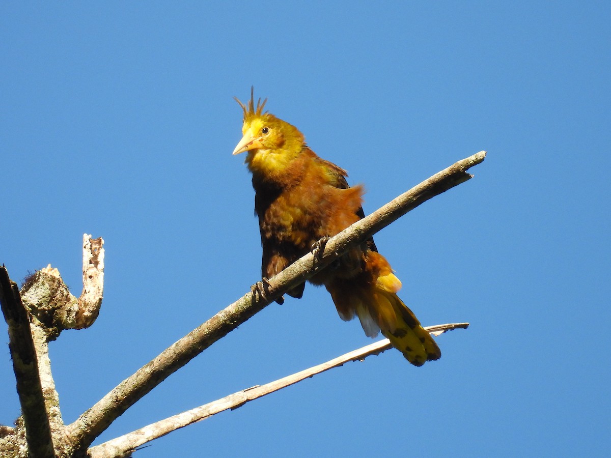 Russet-backed Oropendola - ML628910850