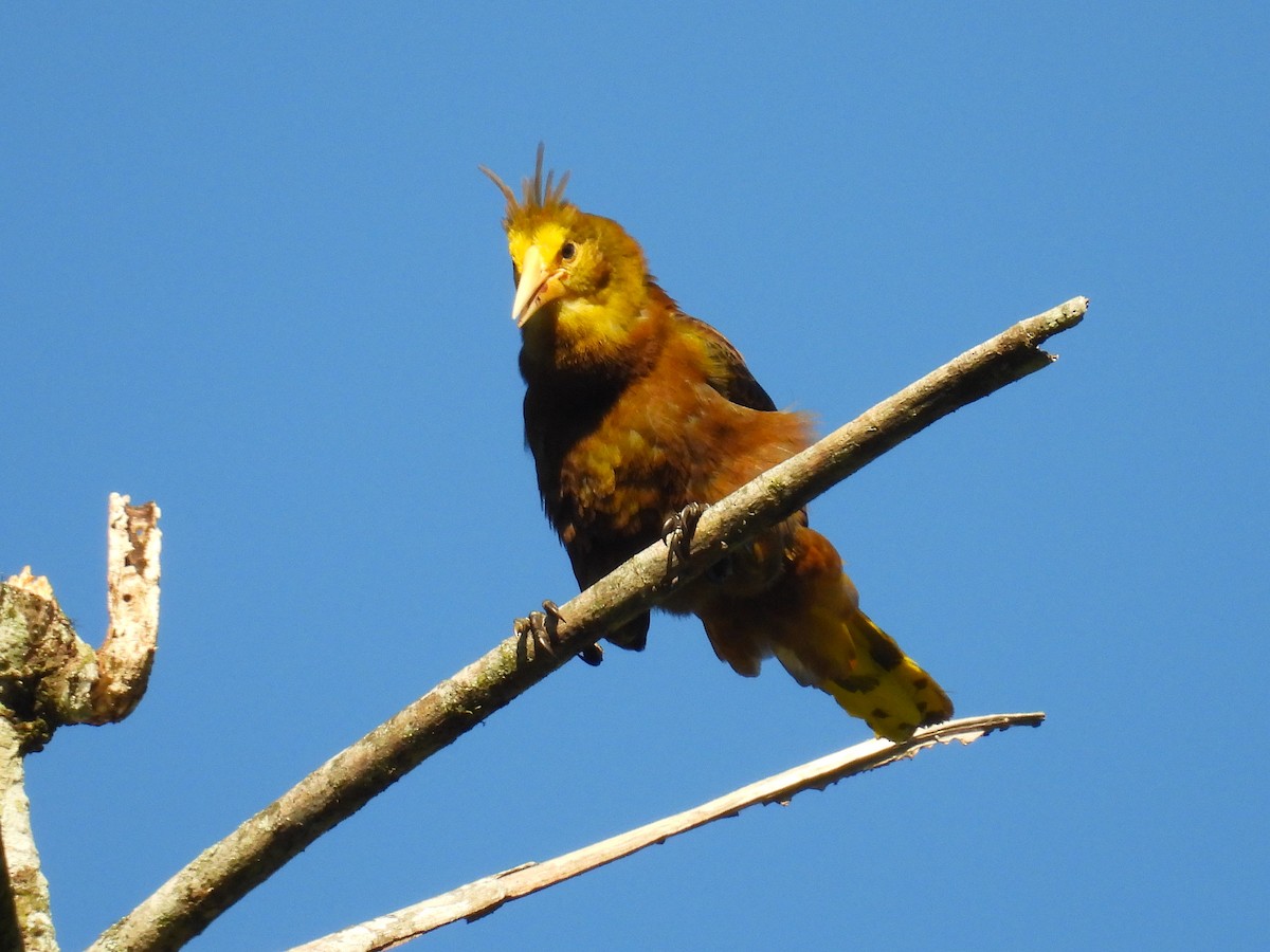 Russet-backed Oropendola - ML628910851