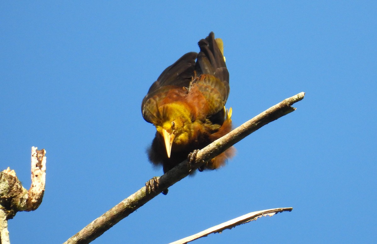 Russet-backed Oropendola - ML628910852