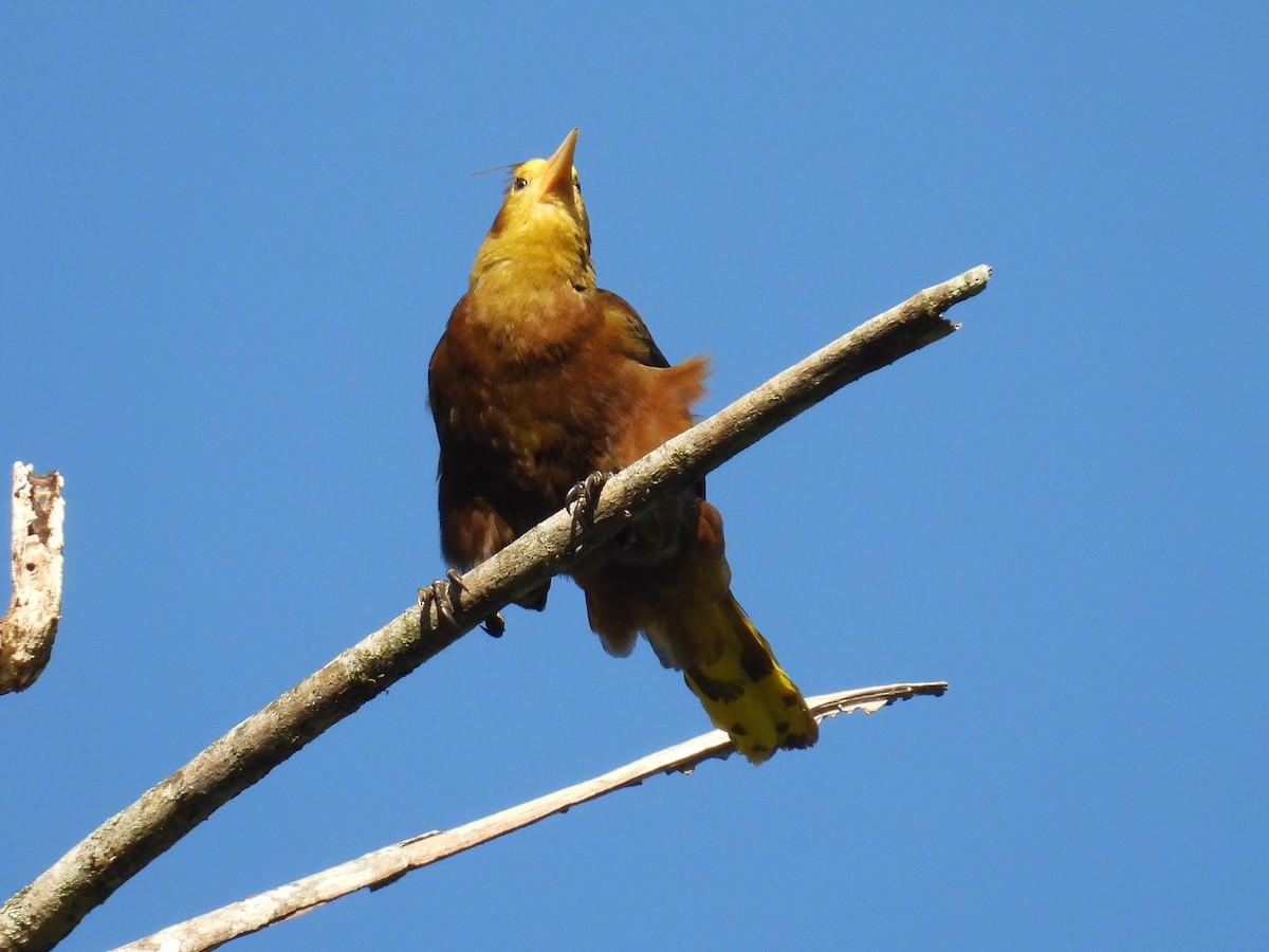 Russet-backed Oropendola - ML628910853