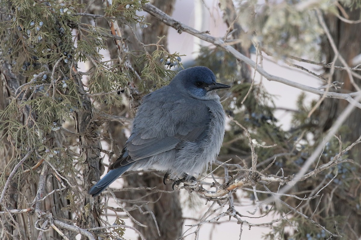 Geai des pinèdes - ML628910925