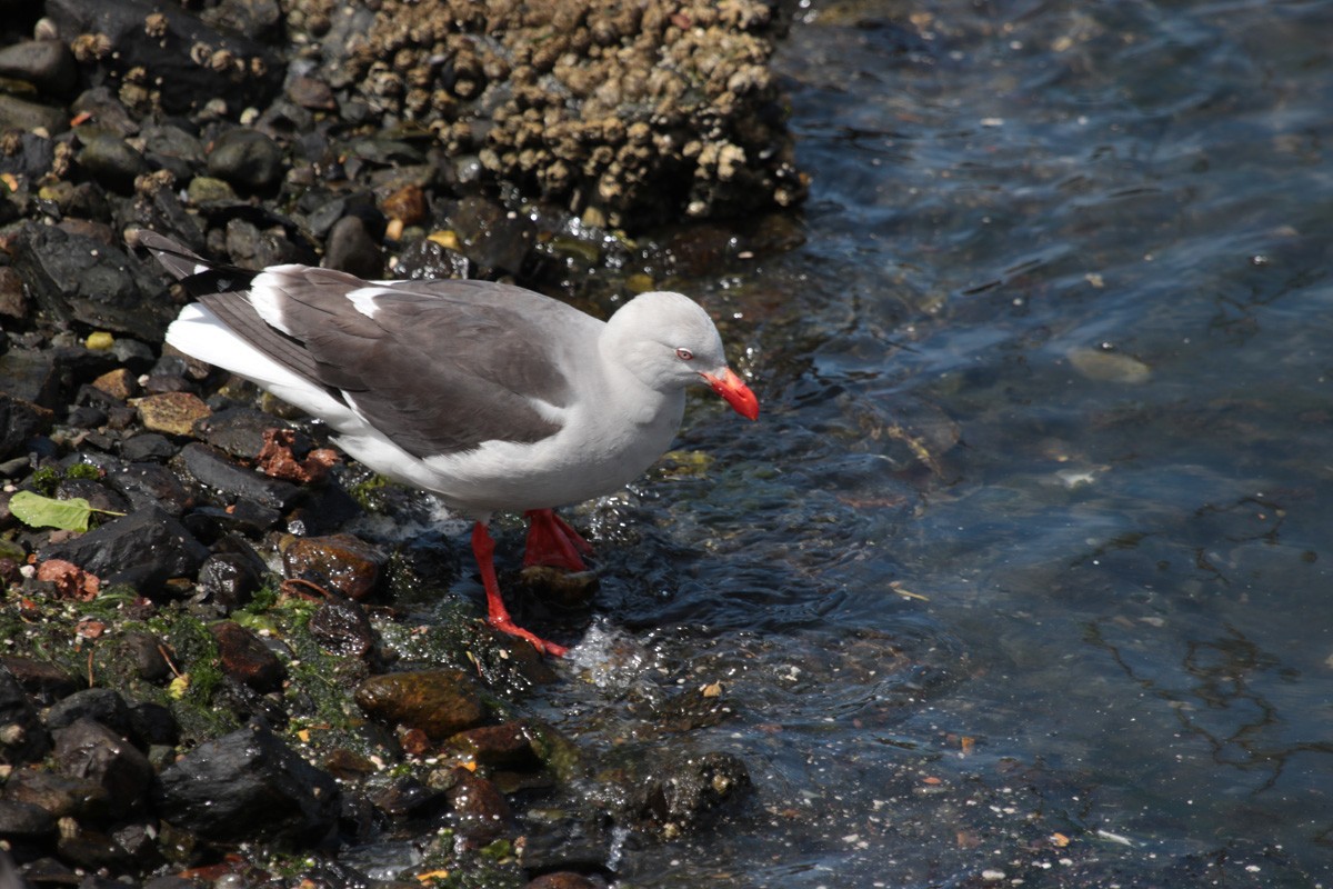 Dolphin Gull - ML628911003