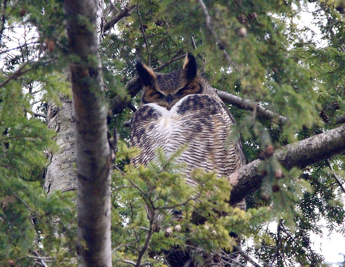 Great Horned Owl - ML628911132