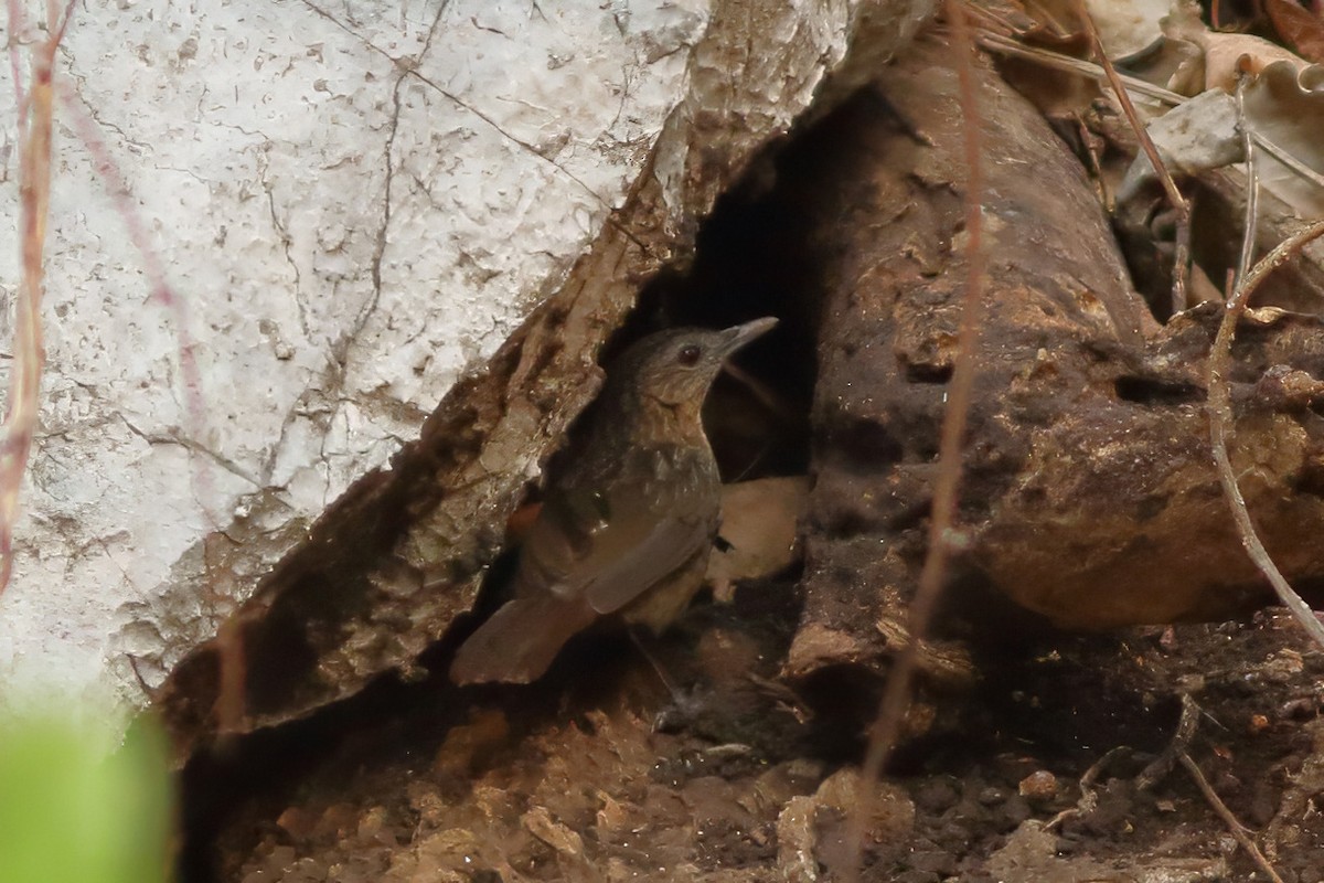 Rufous Limestone Babbler - ML628911298