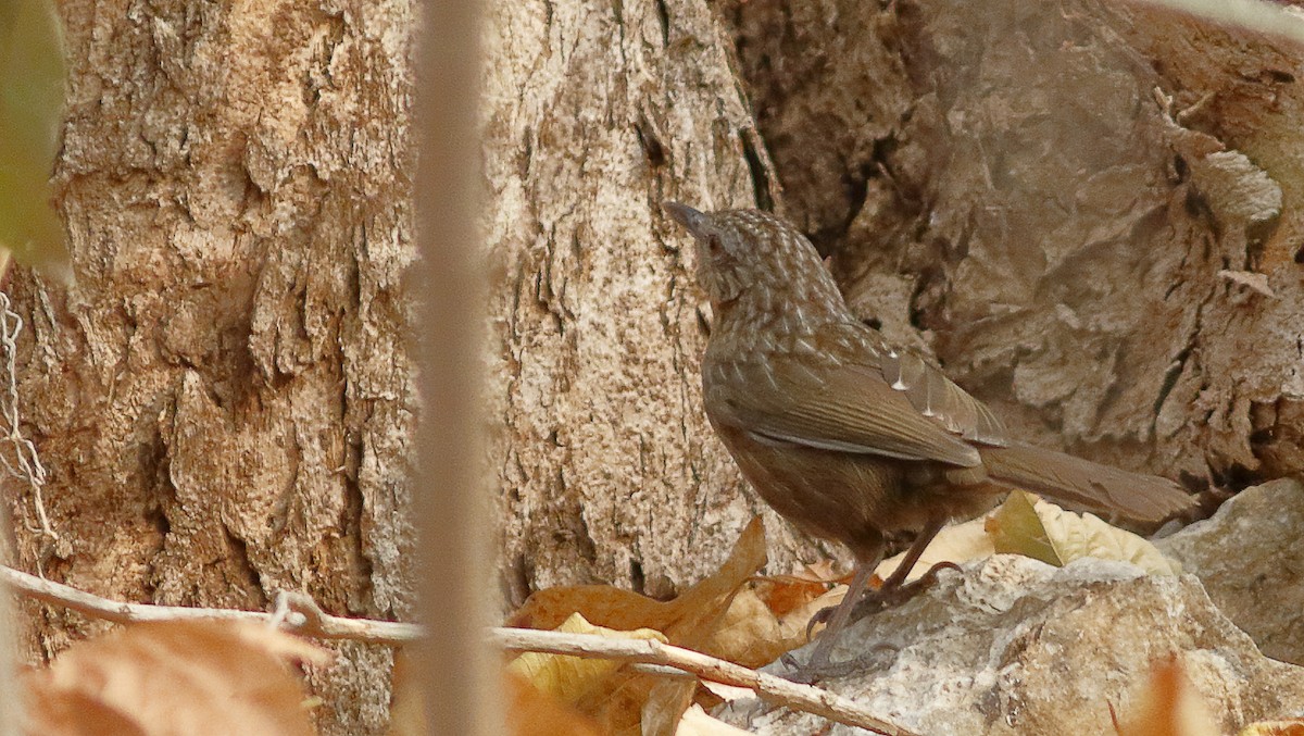 Rufous Limestone Babbler - ML628911304