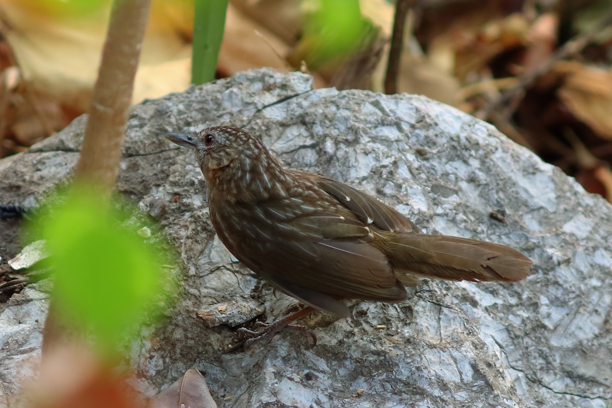 Rufous Limestone Babbler - ML628911321