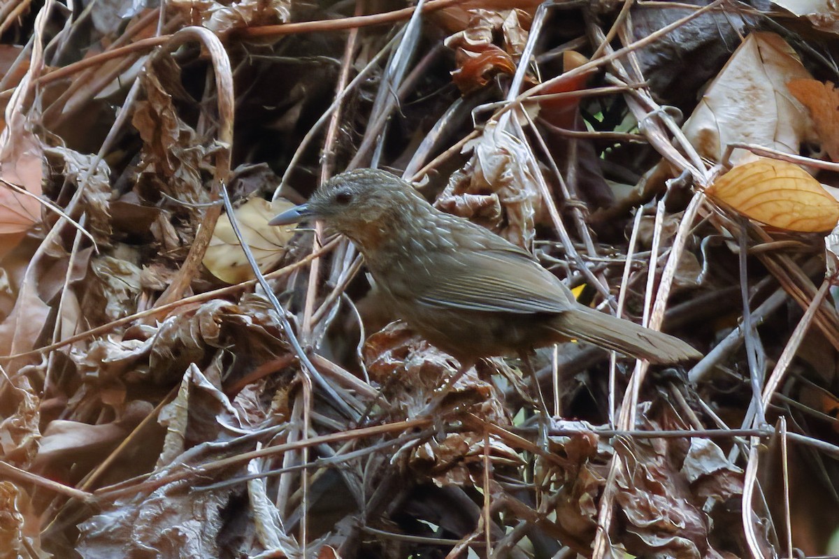 Rufous Limestone Babbler - ML628911328