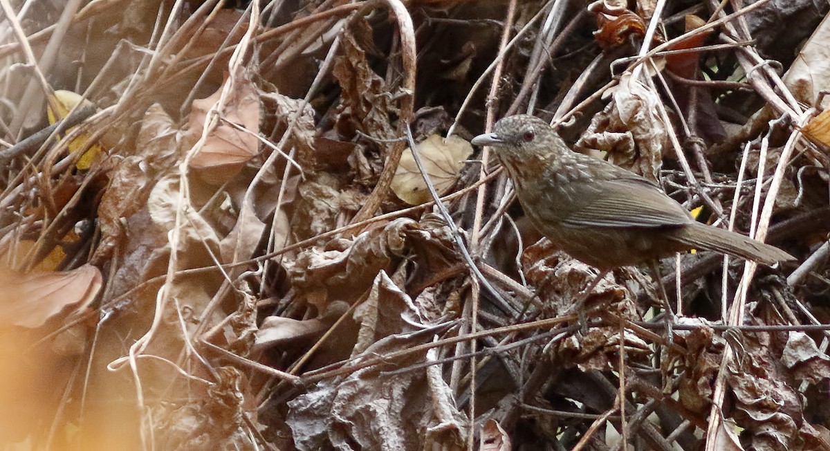 Rufous Limestone Babbler - ML628911367