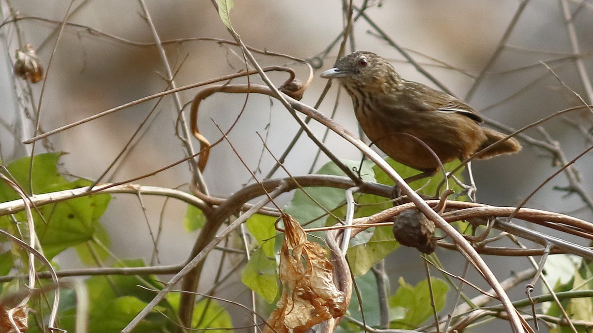 Rufous Limestone Babbler - ML628911372