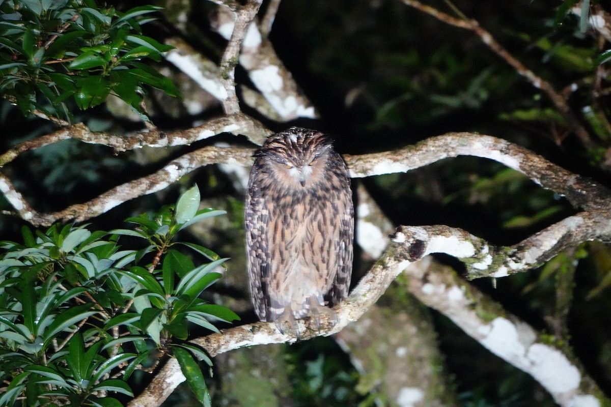 ketupa žlutohnědá - ML628911435