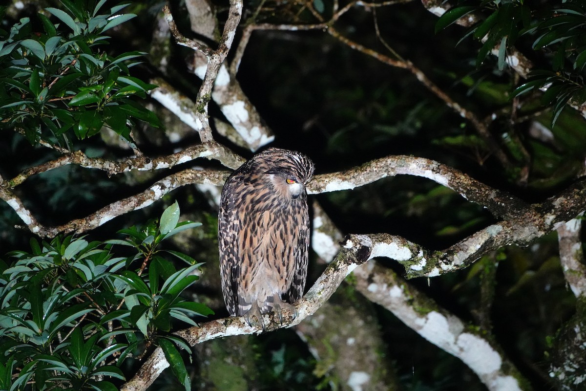 ketupa žlutohnědá - ML628911436