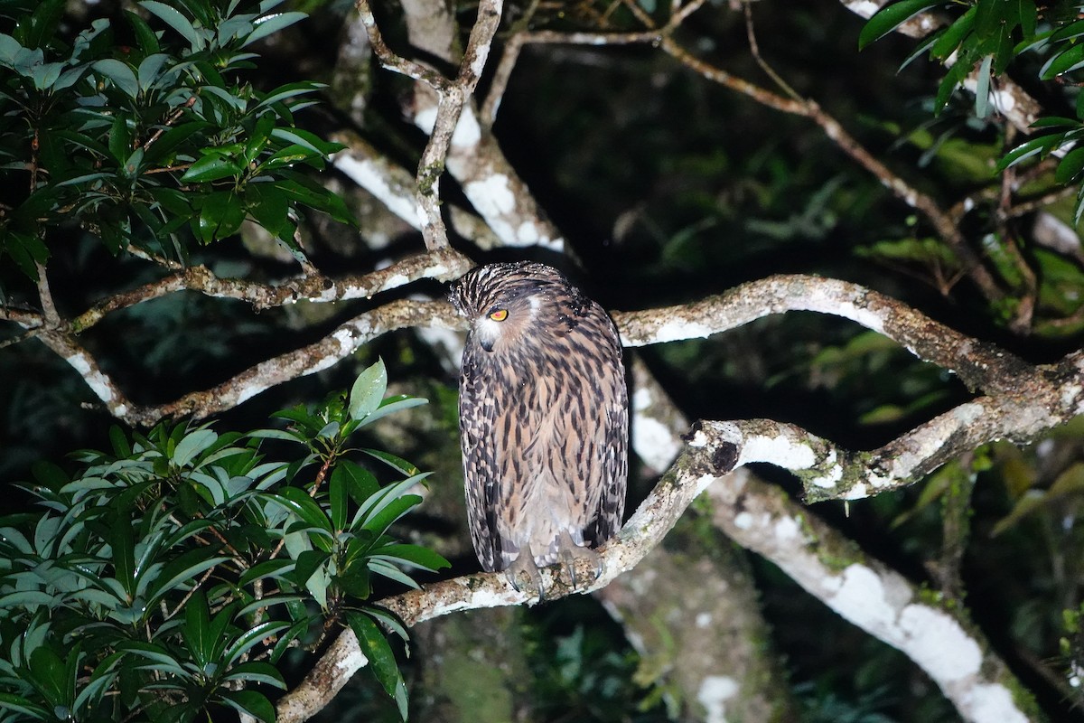 ketupa žlutohnědá - ML628911437