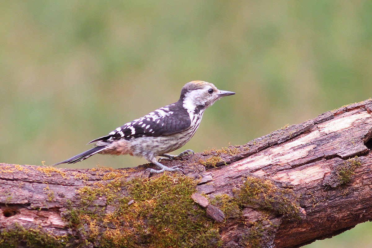 Brown-fronted Woodpecker - ML628911519