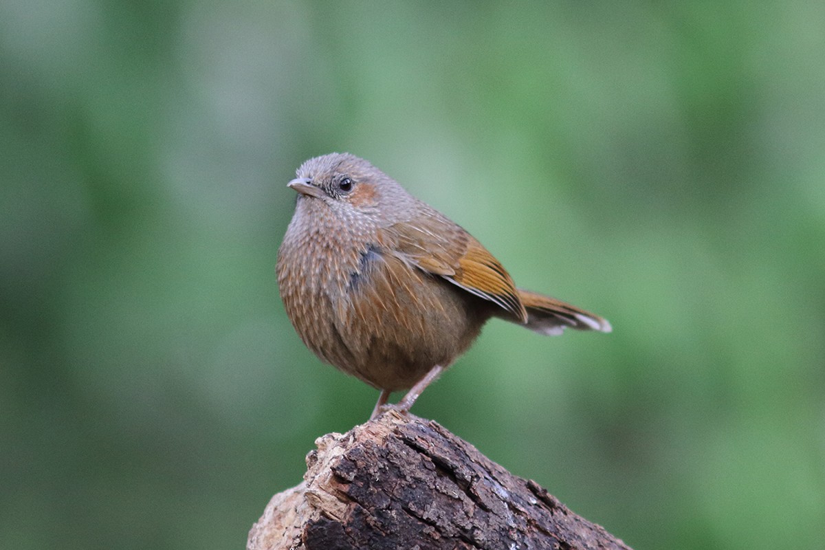 Streaked Laughingthrush - ML628911537