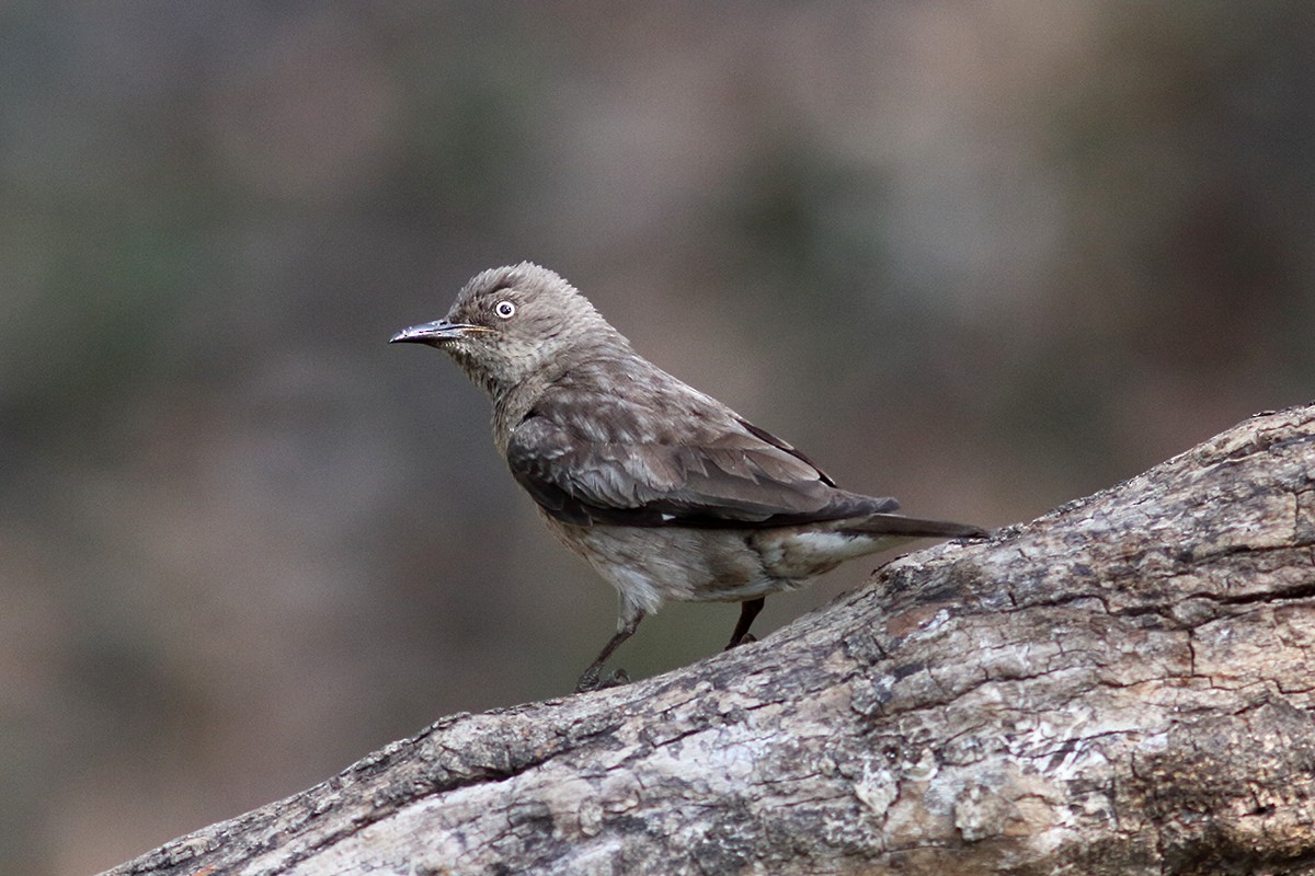 Spot-winged Starling - ML628911560