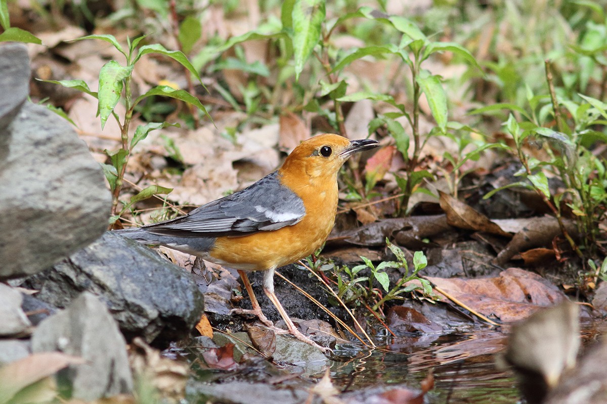 Orange-headed Thrush - ML628911564