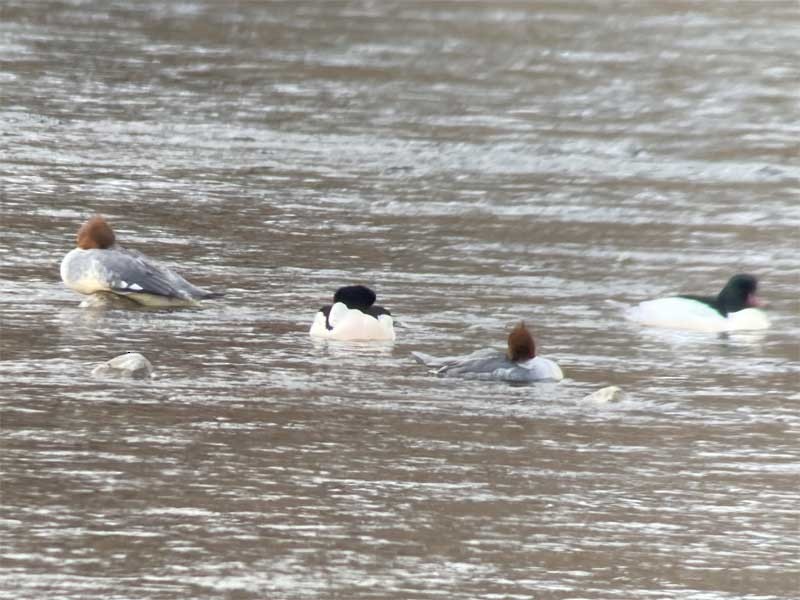 Common Merganser - ML628911571