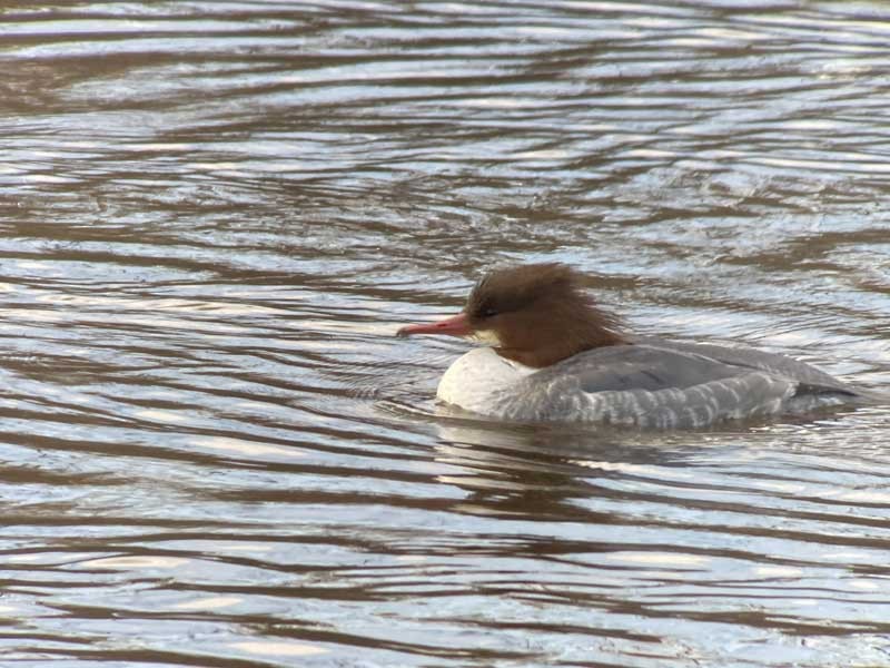 Common Merganser - ML628911572
