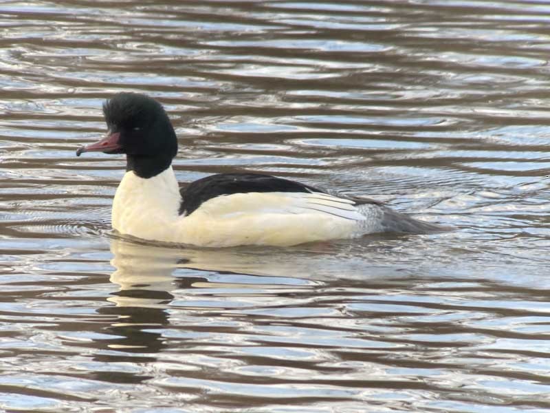 Common Merganser - ML628911573