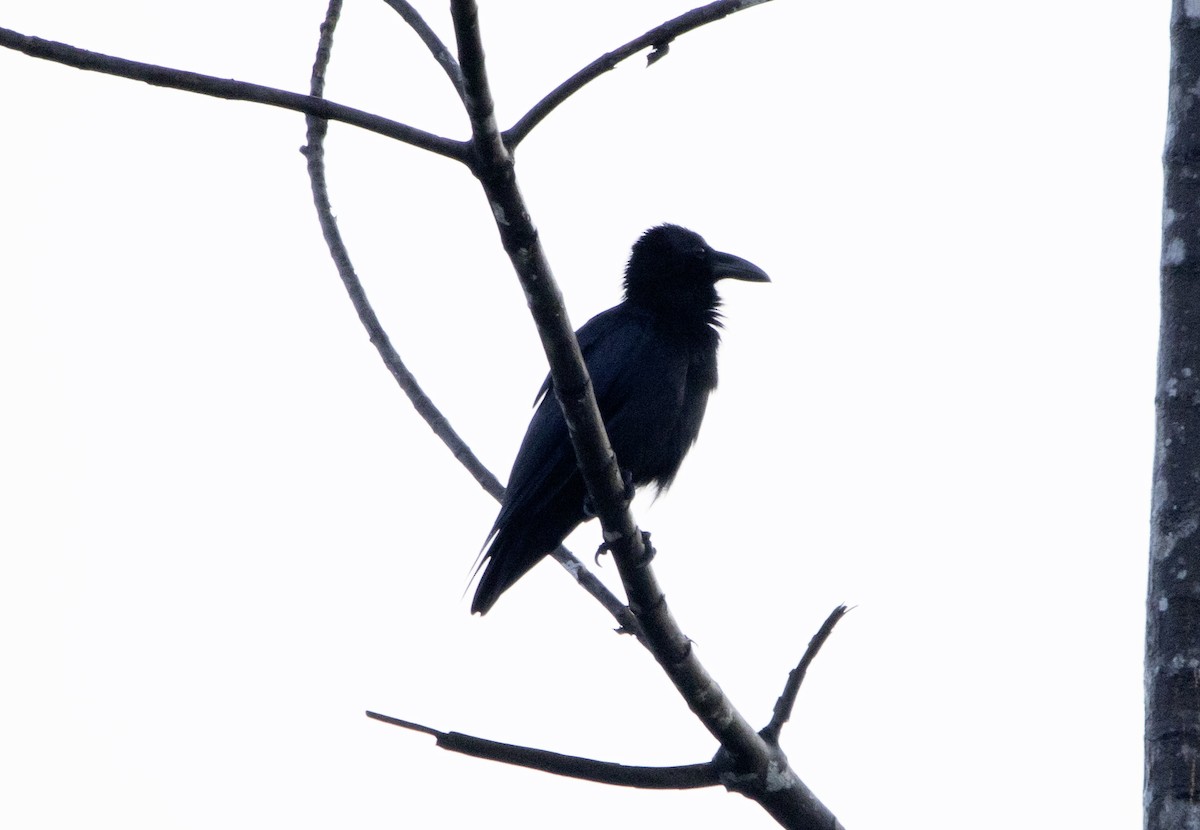 Palawan Crow - ML628911574