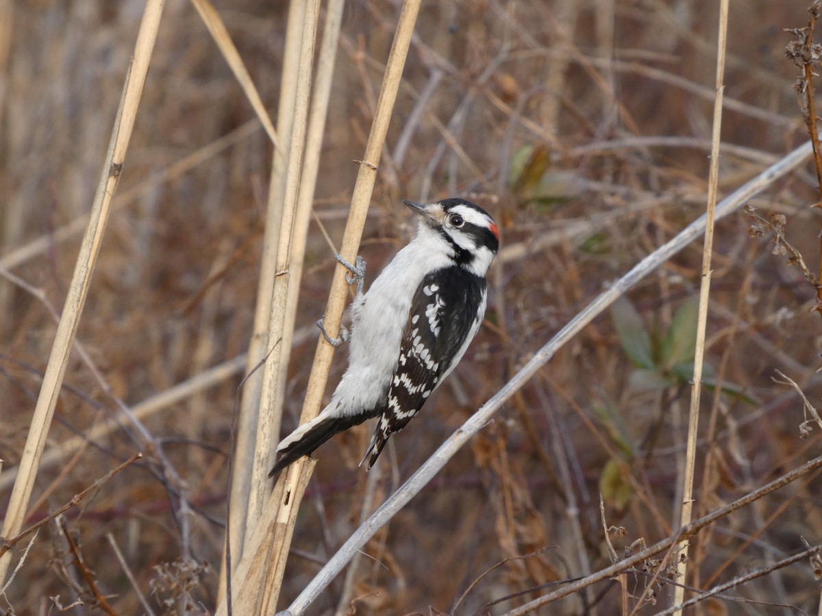Downy Woodpecker - ML628911589