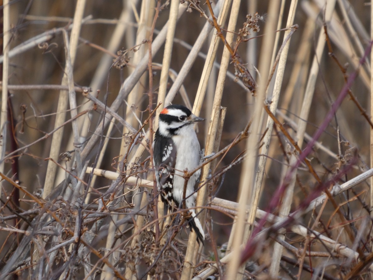 Downy Woodpecker - ML628911590