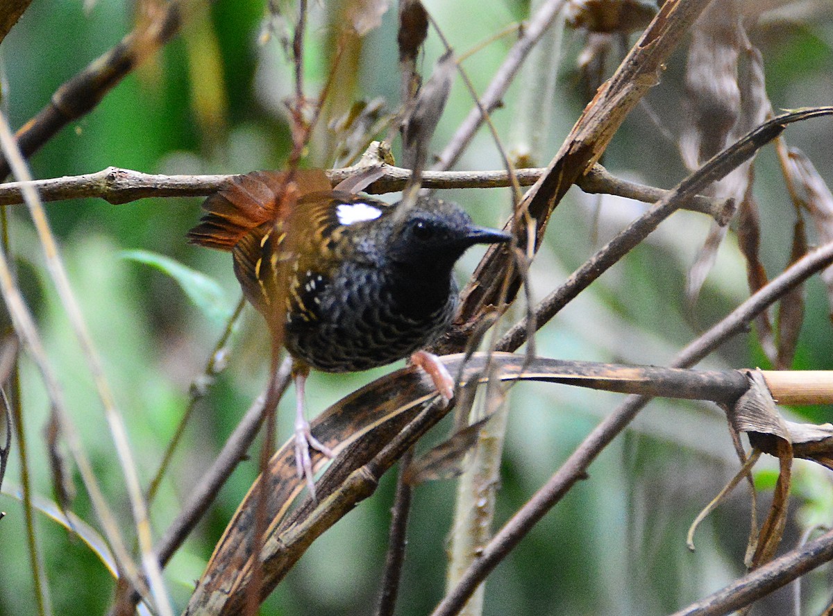 Scalloped Antbird - ML628911609
