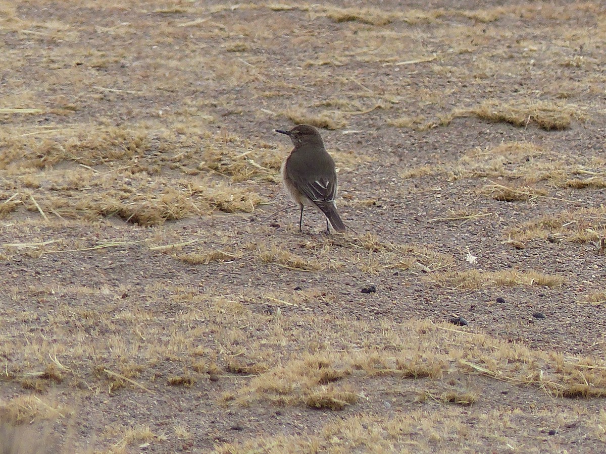 Black-billed Shrike-Tyrant - ML628911746