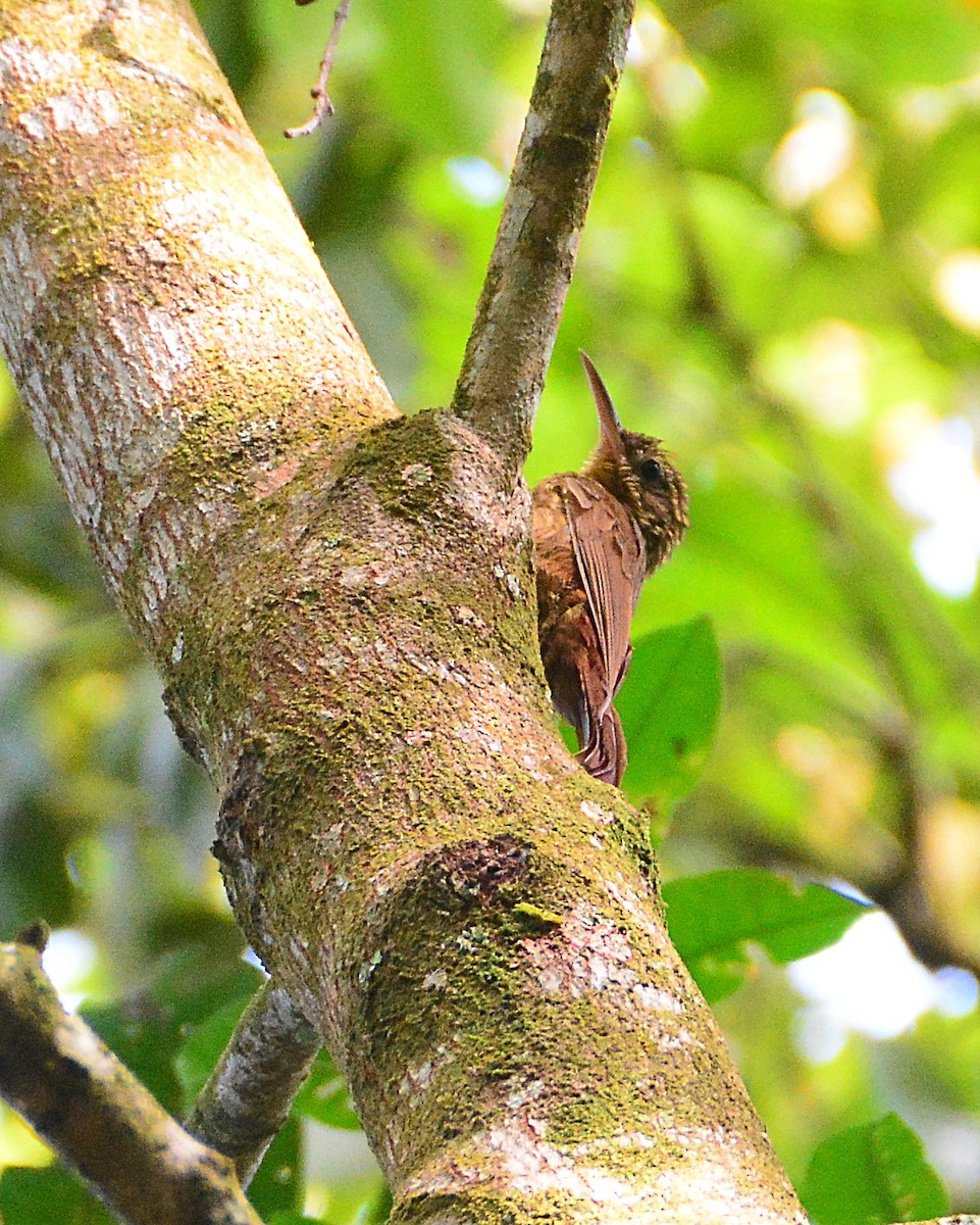 Ceara Woodcreeper - ML628911812
