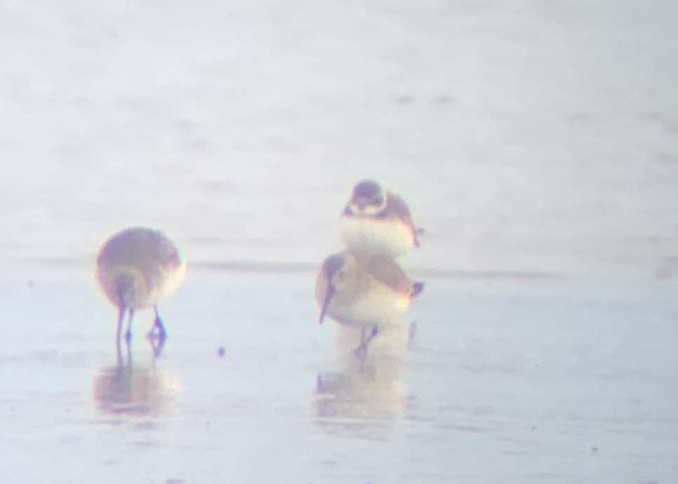 Semipalmated Plover - ML628911823