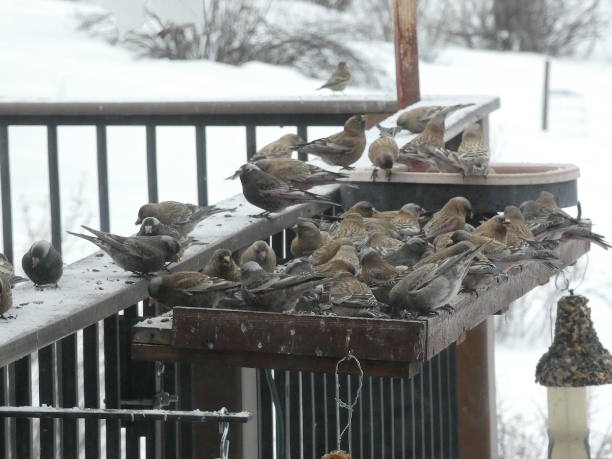 Black Rosy-Finch - ML628911900