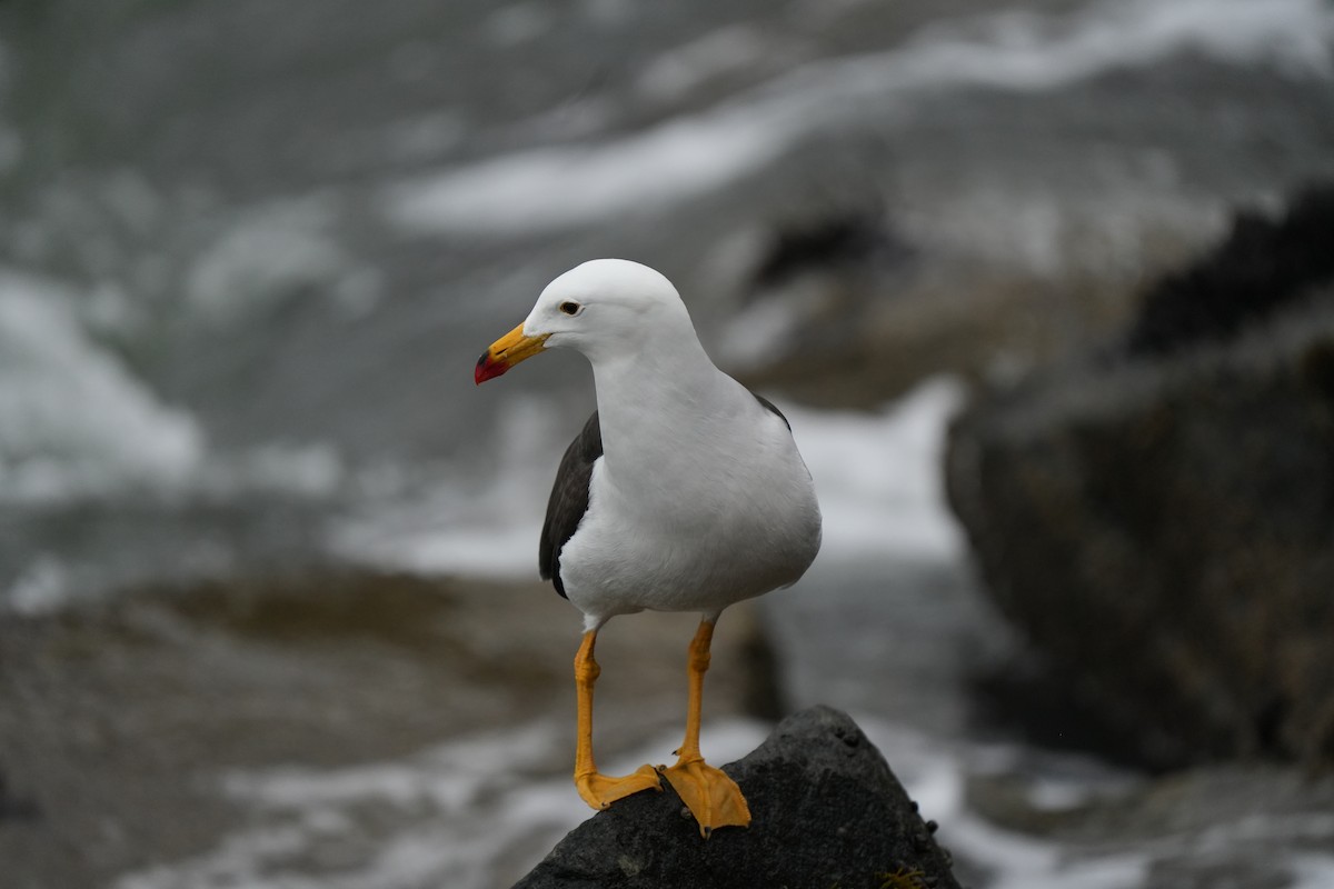 Belcher's Gull - ML628911935