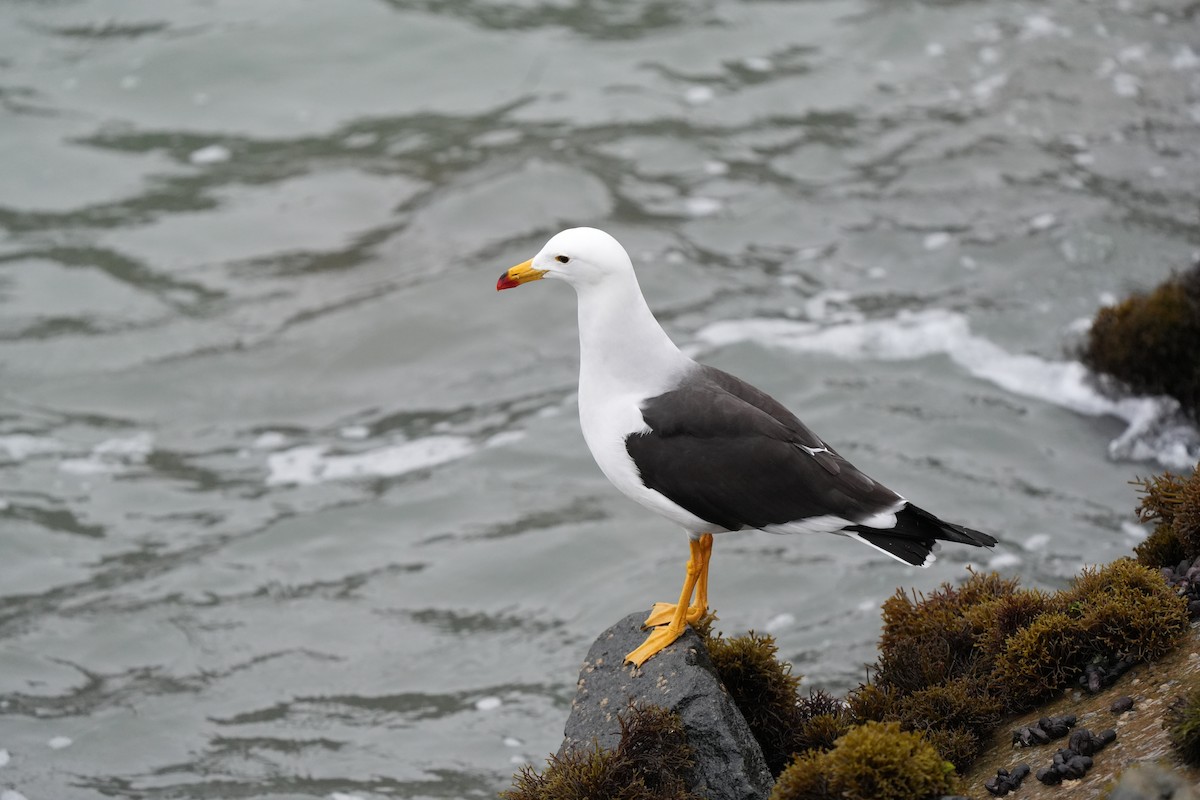 Belcher's Gull - ML628911936