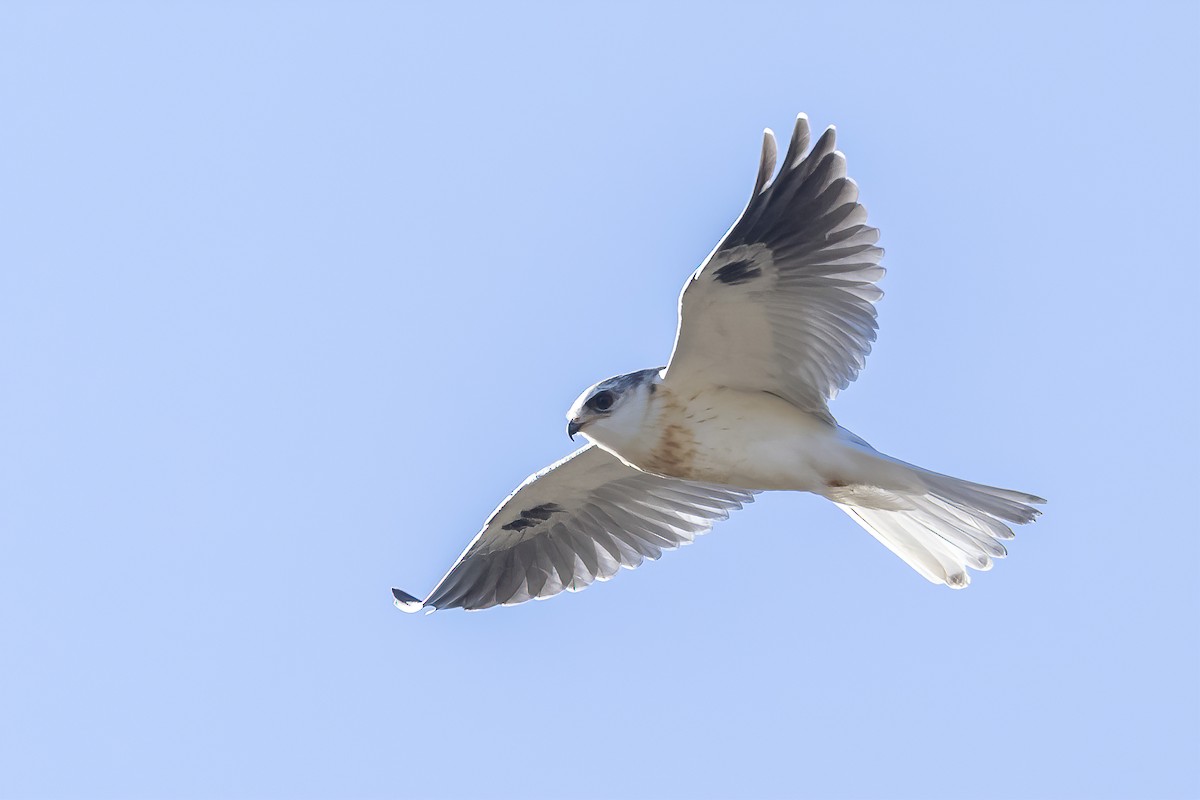 White-tailed Kite - ML628912129