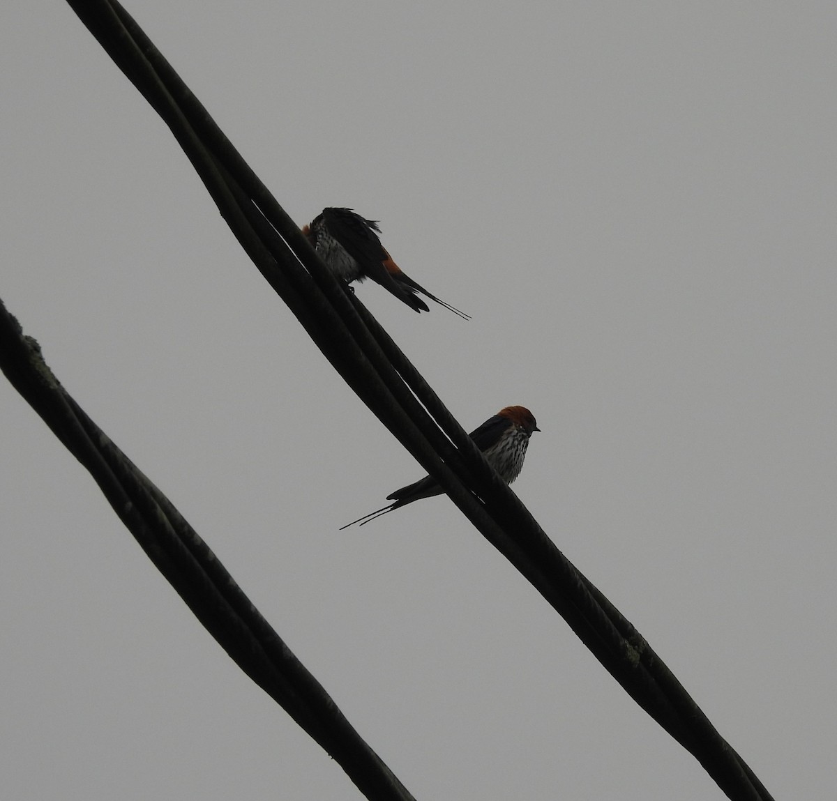 Lesser Striped Swallow - ML628912201