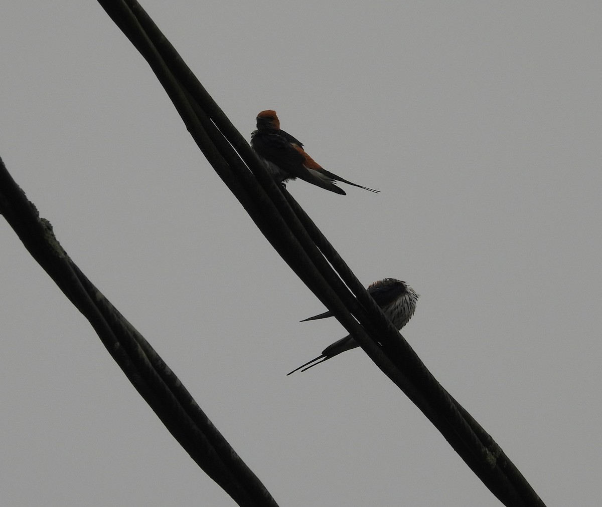 Lesser Striped Swallow - ML628912202