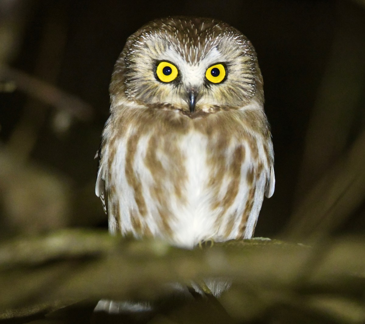 Northern Saw-whet Owl - ML628912817
