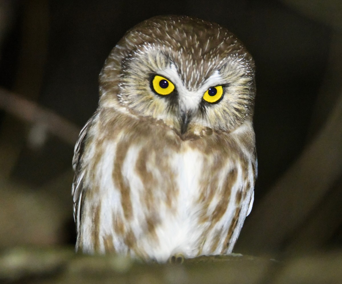 Northern Saw-whet Owl - ML628912830