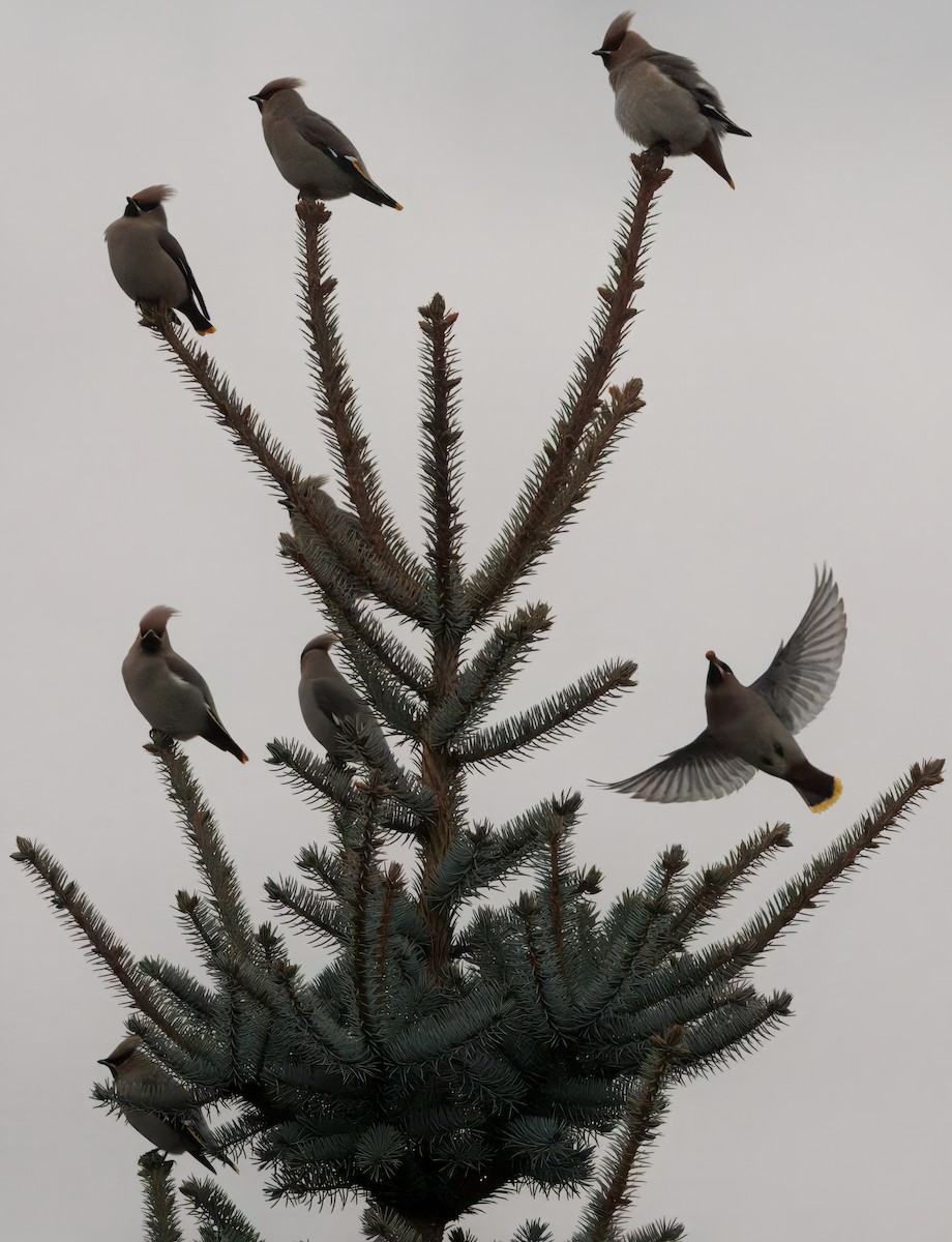 Шивэр энхэт бялзуухай - ML628912863