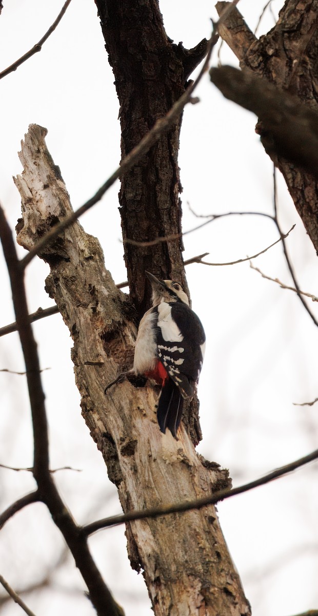 Алаг тоншуул - ML628912875