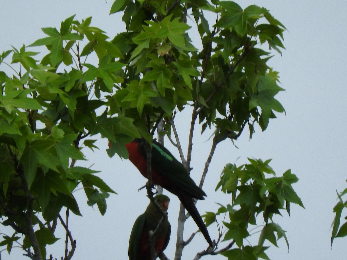 Australian King-Parrot - ML628913178