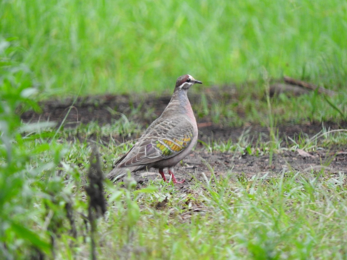 Common Bronzewing - ML628913186