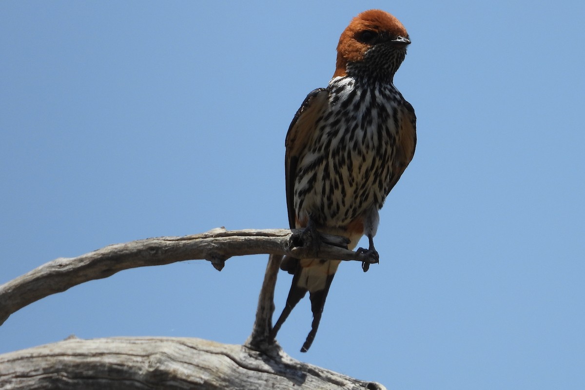 Lesser Striped Swallow - ML628913805