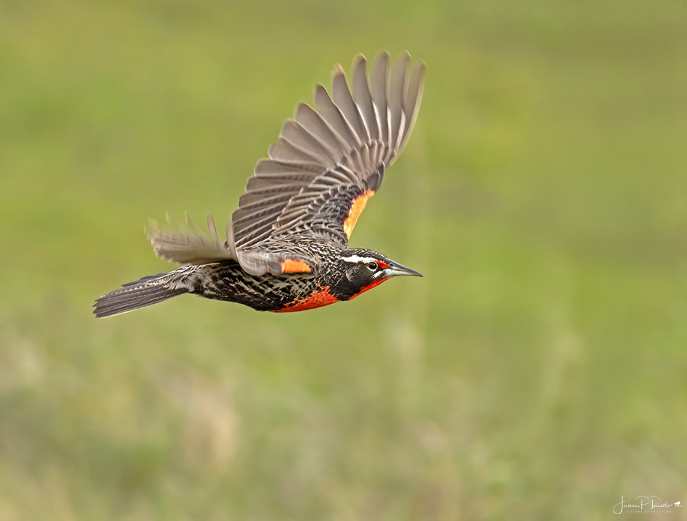 Long-tailed Meadowlark - ML628913964