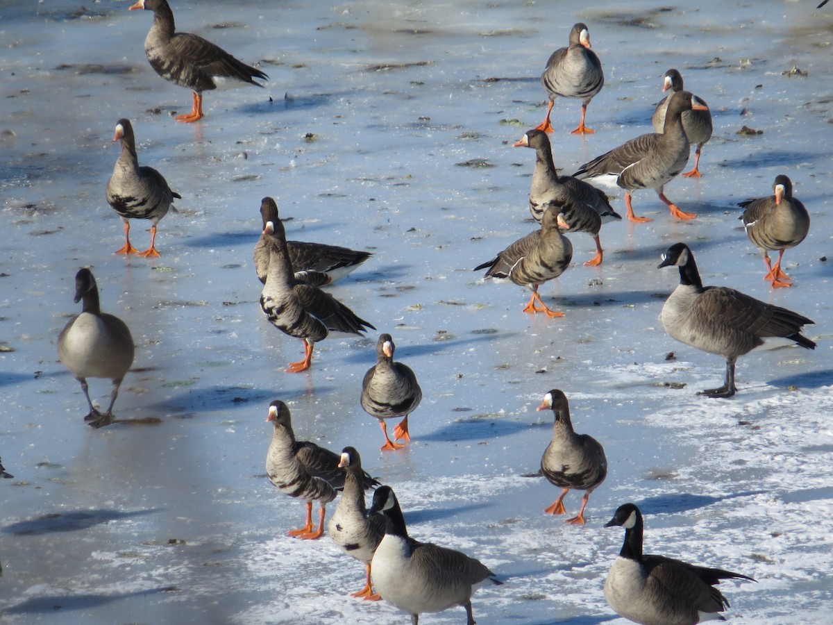 Greater White-fronted Goose - ML628913990