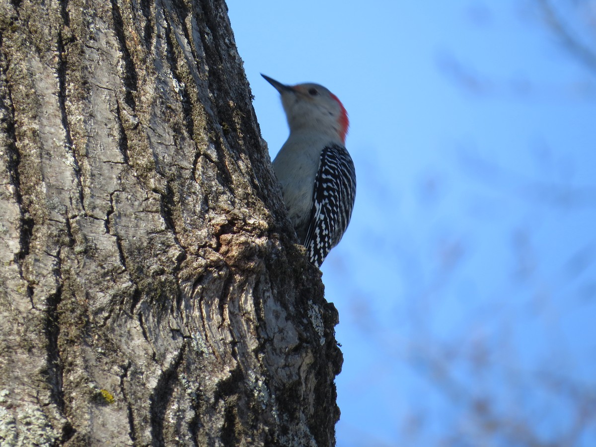 Red-bellied Woodpecker - ML628913996